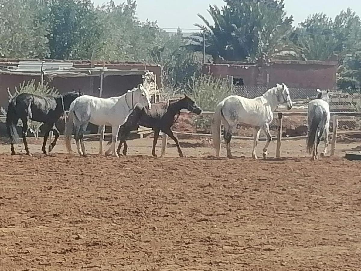 Dar Alfourssane Ferme d’hôte Uarzazate Exterior foto