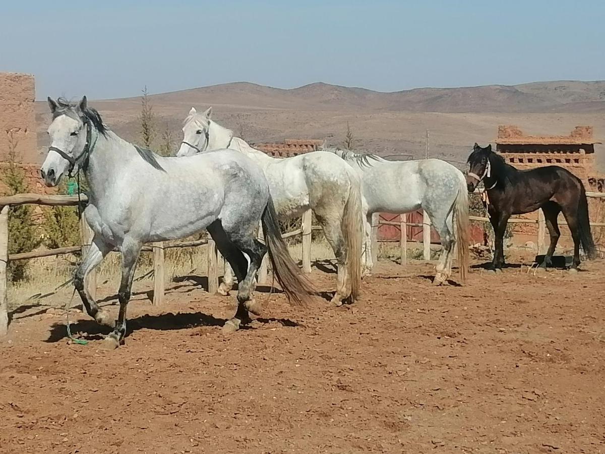 Dar Alfourssane Ferme d’hôte Uarzazate Exterior foto