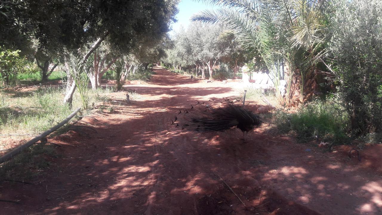 Dar Alfourssane Ferme d’hôte Uarzazate Exterior foto